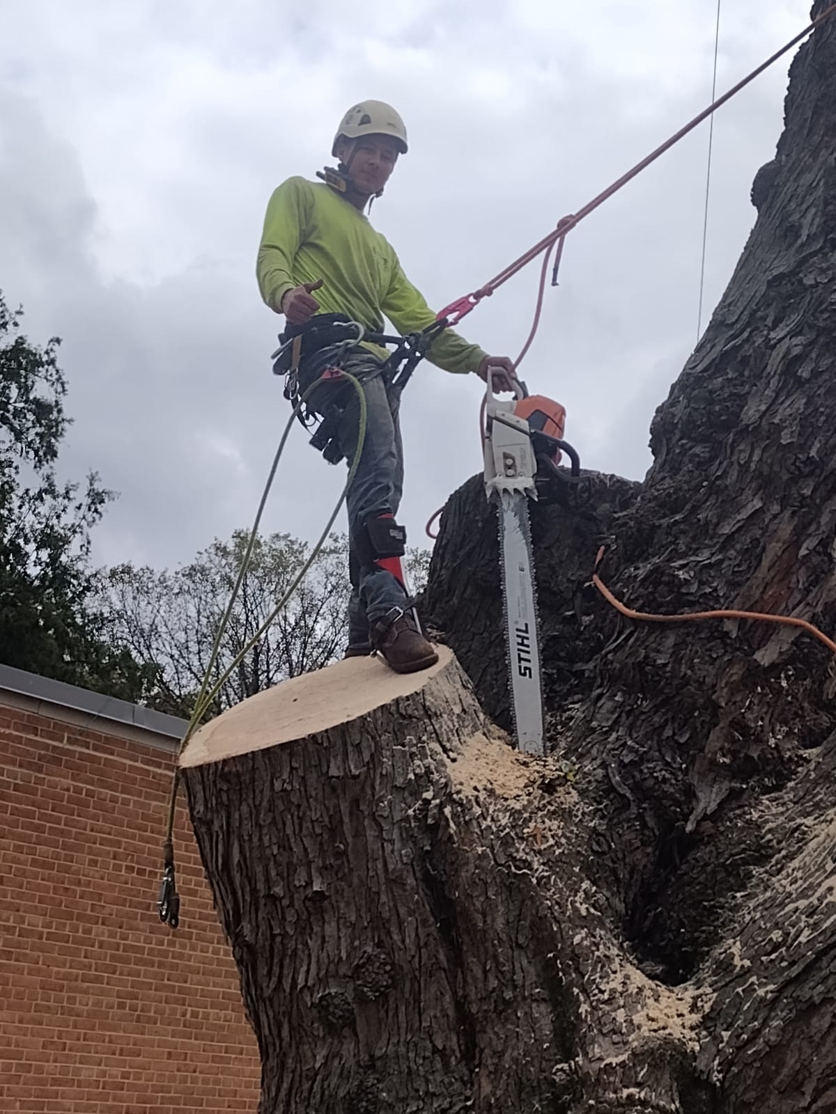 Morales Tree Service Image
